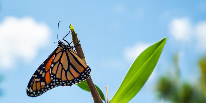 Butterfly Museum