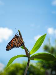 Butterfly Museum