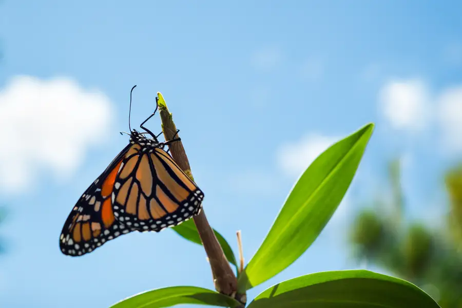 Butterfly Museum