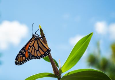 Butterfly Museum