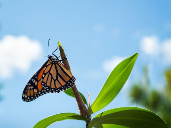 Insectarium de Montréal