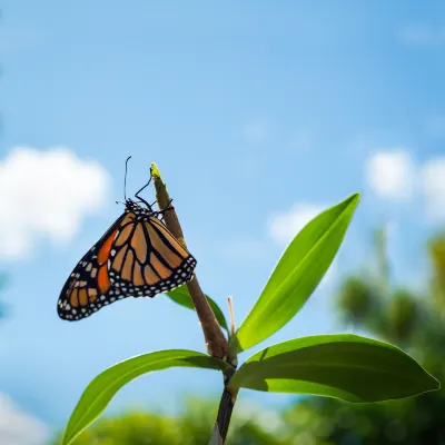 Отзывы об отеле Le St-Martin Hotel & Suites