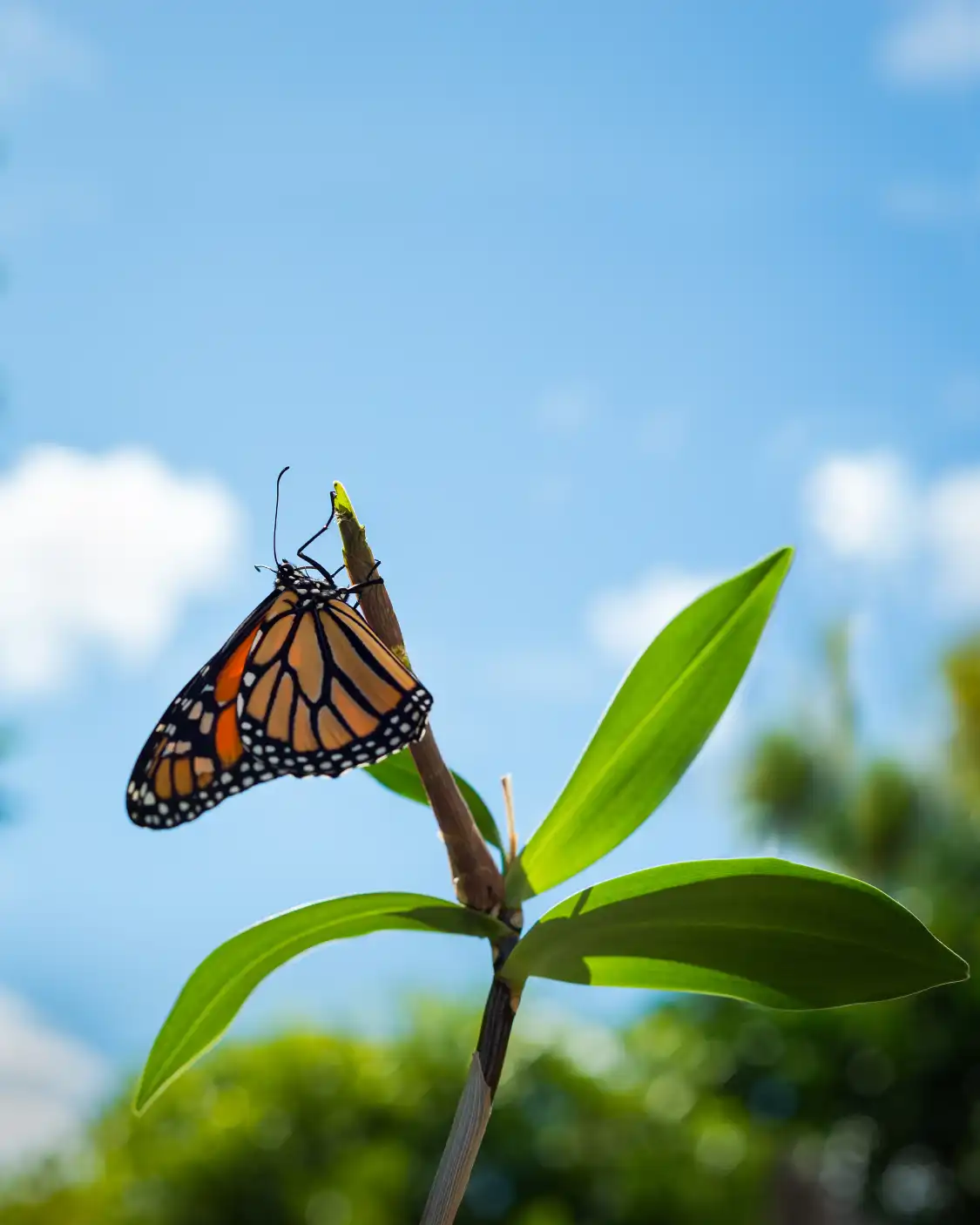 Hotels near Butterfly Museum