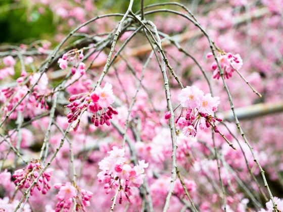 Sakura Mountain Scenic Spot