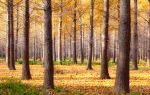 Sea of Ginkgo Trees