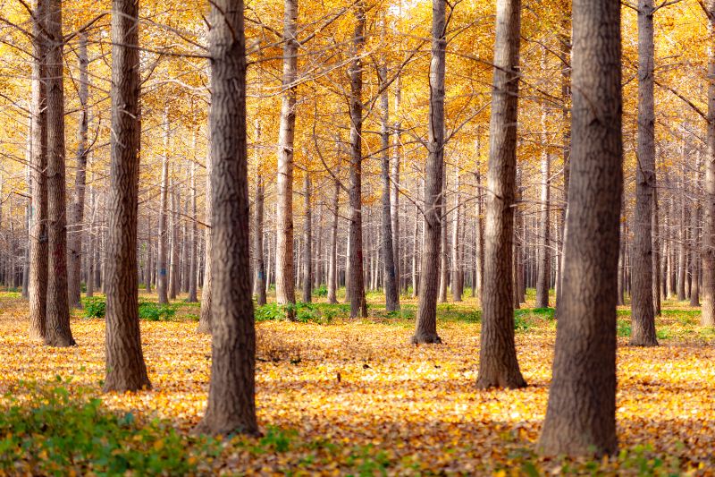 Sea of Ginkgo Trees