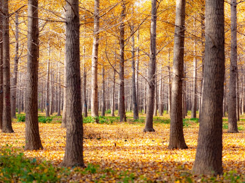 Sea of Ginkgo Trees