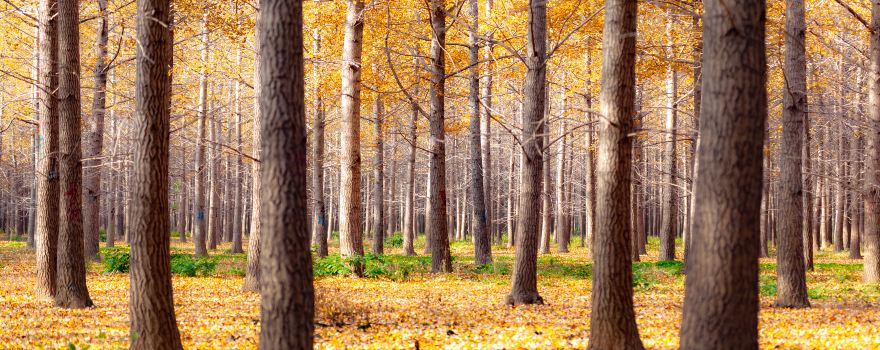 Sea of Ginkgo Trees