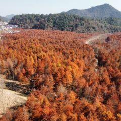 Dahongdenglong (jiangdong) User Photo