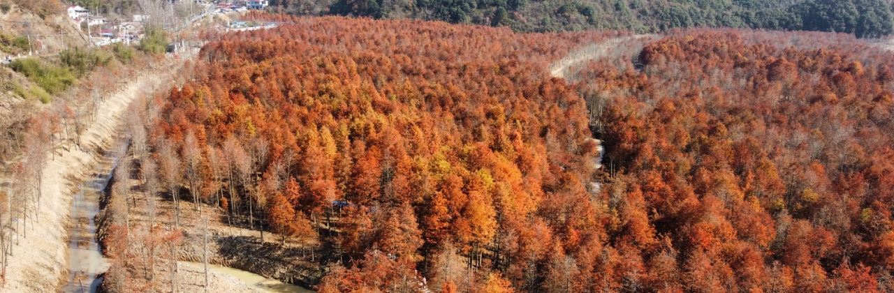 Dahongdenglong (jiangdong)