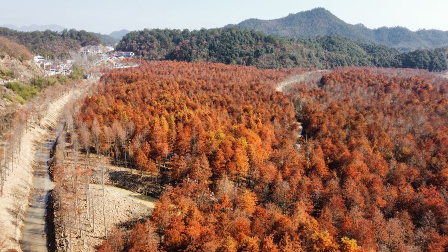 Dahongdenglong (jiangdong)