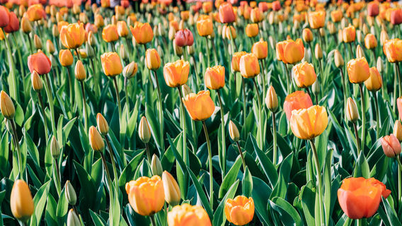 Jiaozhou Botanical Garden