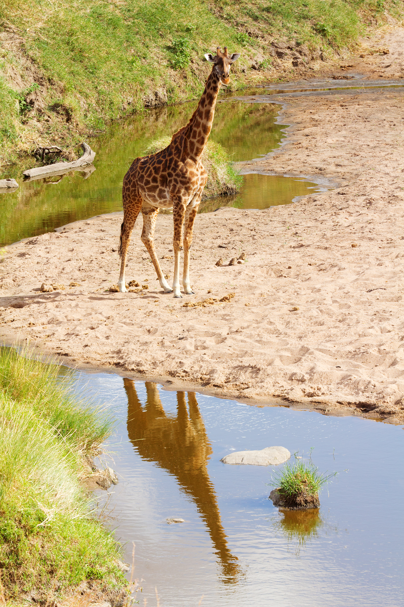 2025 Serengeti Travel Guide: Must-see attractions, popular food, hotels, transportation routes (updated in July)