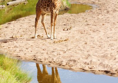 Plaine du Serengeti