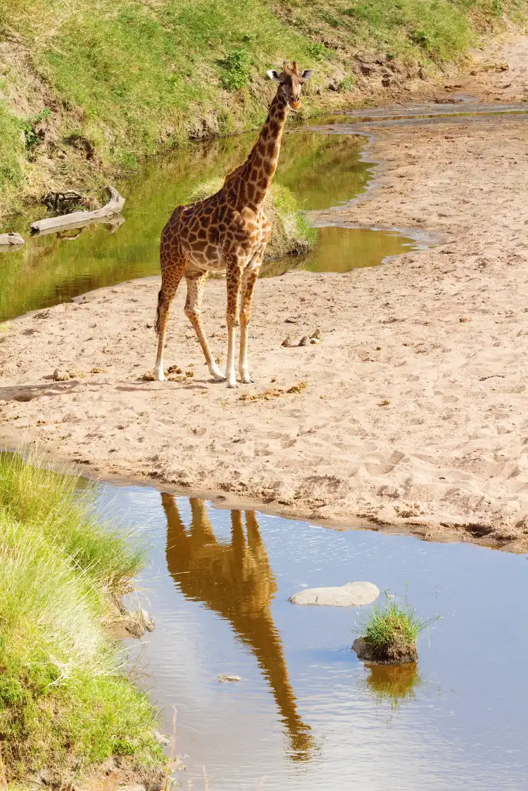 Serengeti