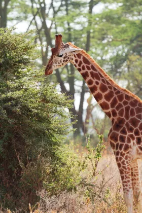 One Nature Nyaruswiga Serengeti