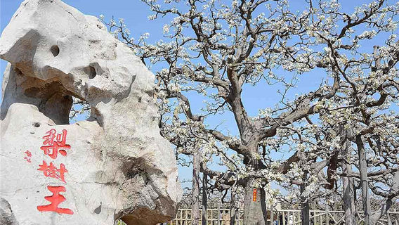 The First Pear Garden of China