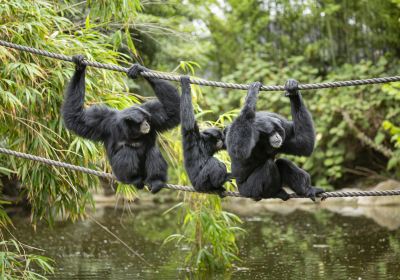 Melbourne Zoo