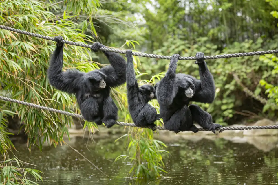 4_Melbourne Zoo