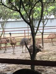 Jinrui Ostrich Ecological Garden North Gate