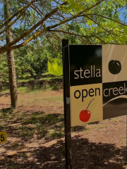Stella Creek Cherries