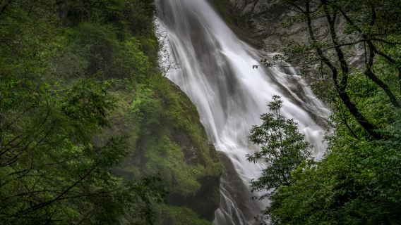 Xia Yadong Primeval Forest