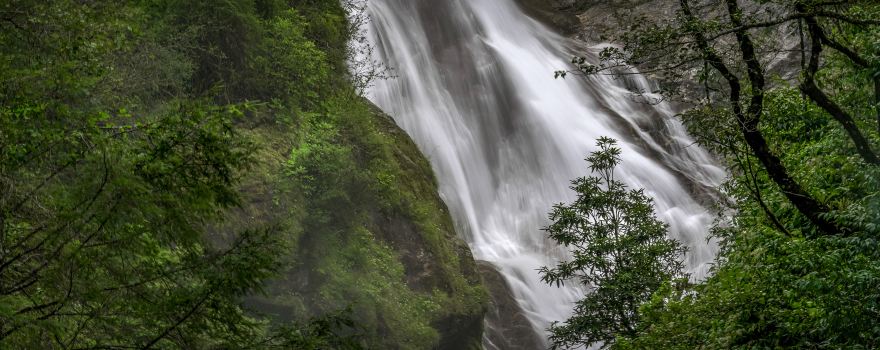 Xia Yadong Primeval Forest