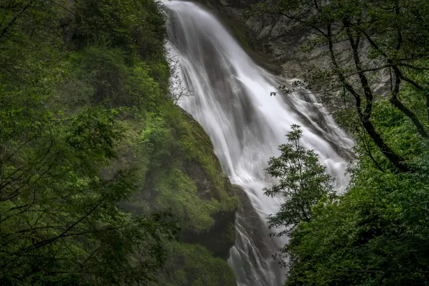 Xia Yadong Primeval Forest