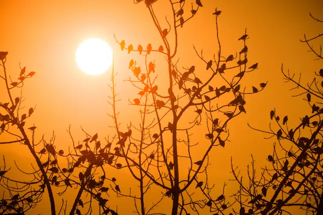 Bird Watching in Xichang