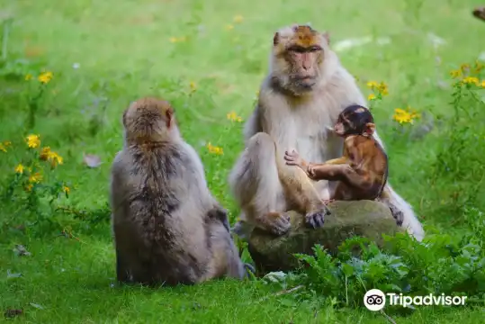 Hotels near Apenheul