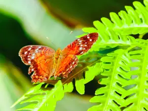 Cockrell Butterfly Center