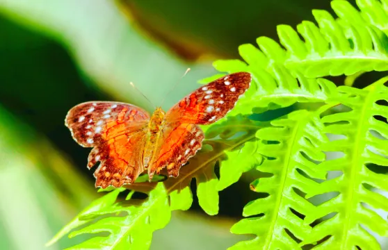 克萊爾蝴蝶中心門票大小同價