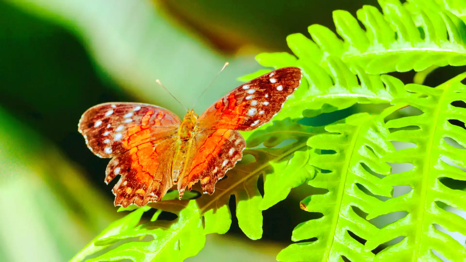 Hotels near Cockrell Butterfly Center