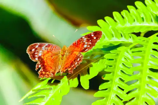 鄰近克萊爾蝴蝶中心的酒店