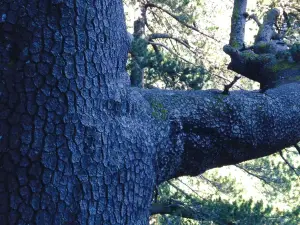 Baikushev's pine