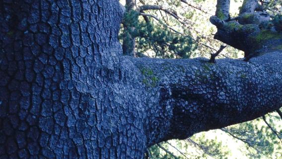 Baikushev's pine