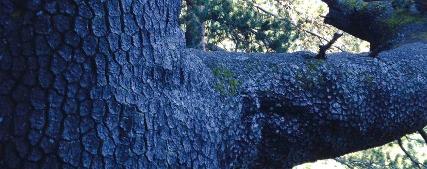 Baikushev's pine