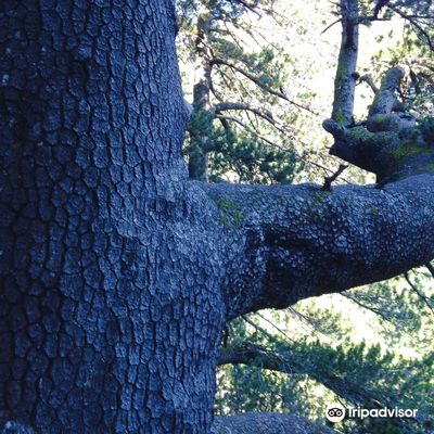 Baikushev's pine