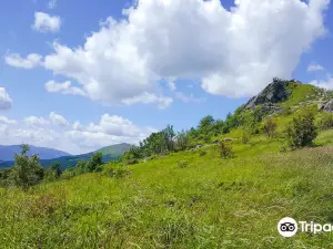 Tarnica