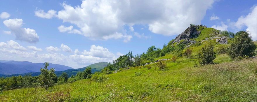 Tarnica
