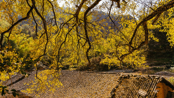 Ginkgo Viewing in Xianning