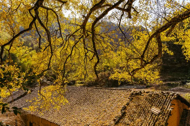Ginkgo Viewing in Xianning