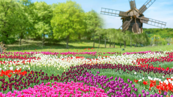 Keukenhof