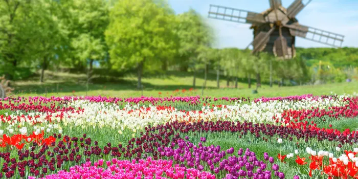 Keukenhof image 0