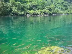 Blue Knifefish Storm Point