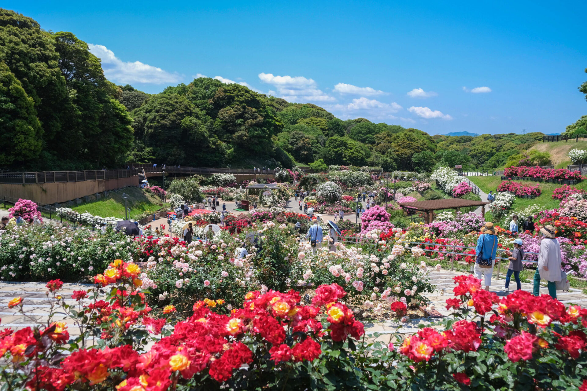 Kitakyushu City Hibikinada Green Park Spring Rose Festival | Hibikinada Ryokuchi (Green Park)