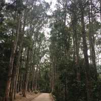 城門水塘：最舒適的行山路線
