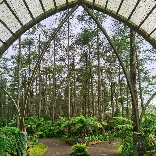 Beautiful Pine Forest & Orchid Garden