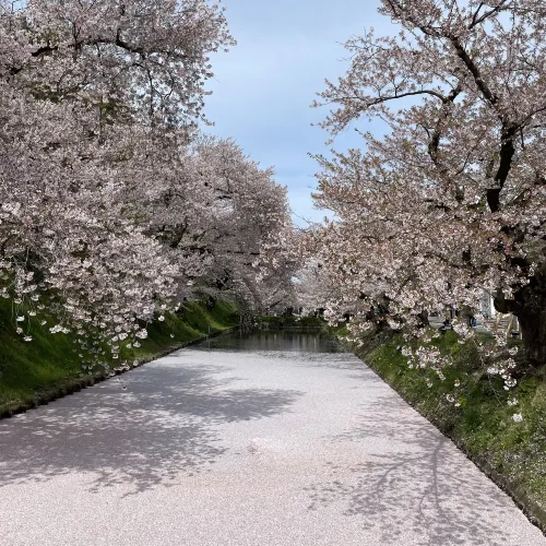 桜絶景写真を撮るなら青森!弘前!