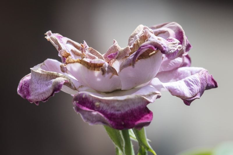 Peony Garden